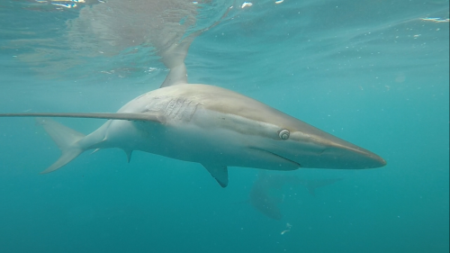 Image for White Shark Projects™ with ID of: 6311439
