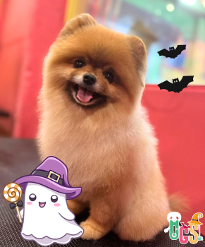 Image for Dogs in Town with ID of: 6313052