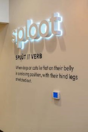 Image for Sploot Veterinary Care - Powers Pointe with ID of: 6315178