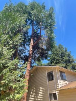 Image for Sky High Tree Care llc with ID of: 6328277