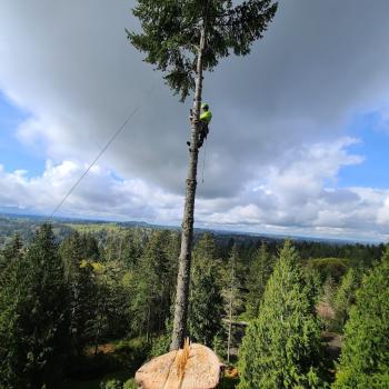 Image for Sky High Tree Care llc with ID of: 6328279