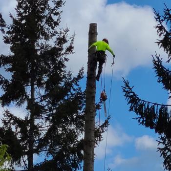 Image for Sky High Tree Care llc with ID of: 6328280
