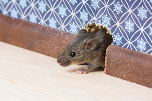 Image for Stolley Termite & Pest Control with ID of: 6335193