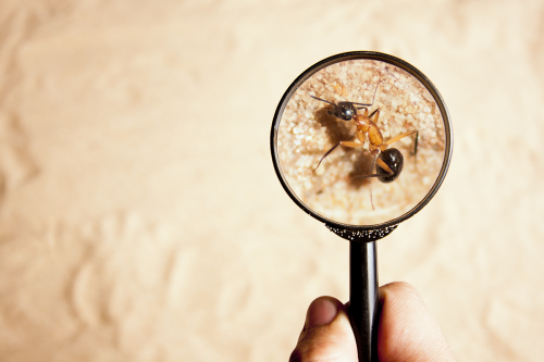 Image for Stolley Termite & Pest Control with ID of: 6335194
