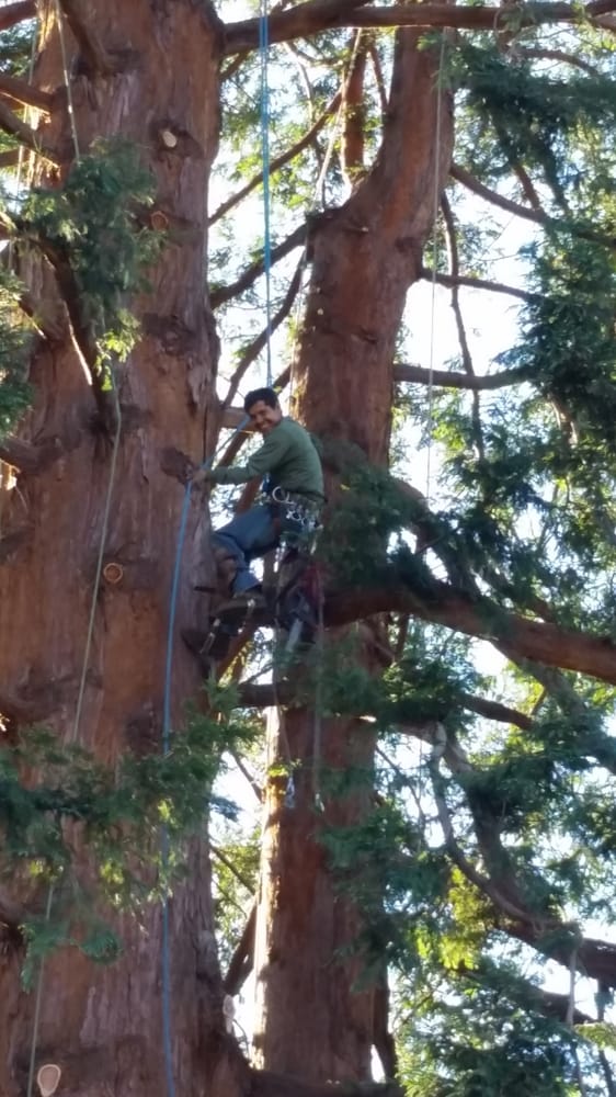 Image for Firefighter Tree Service with ID of: 6335636