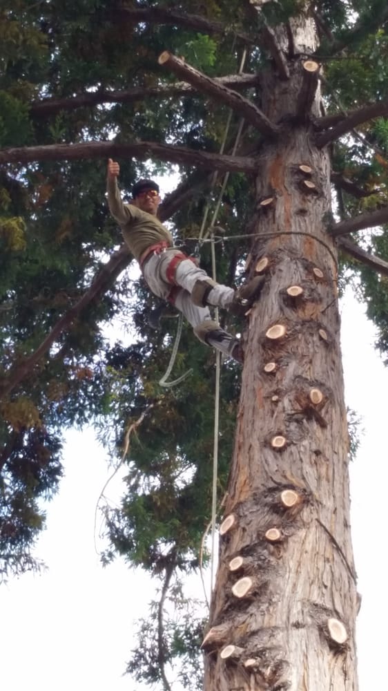 Image for Firefighter Tree Service with ID of: 6335638