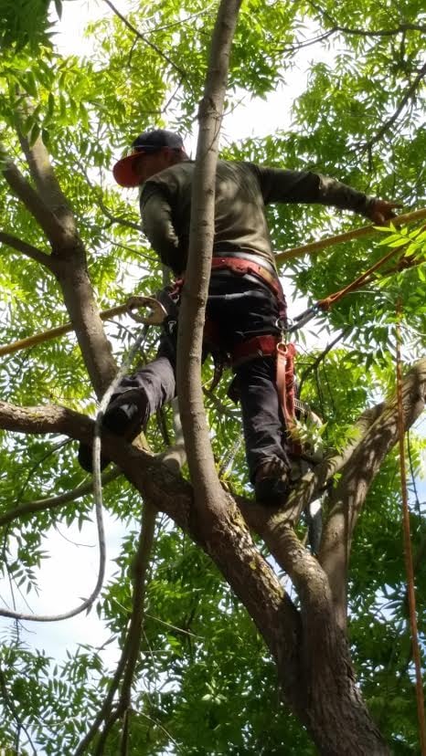 Image for Firefighter Tree Service with ID of: 6335639