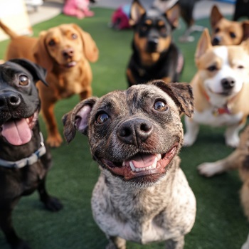 Image for The Canine Club with ID of: 6341902