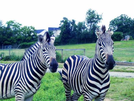 Image for NOVA Wild with ID of: 6342395