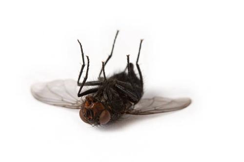 Image for Setgo Pest Control with ID of: 6344768
