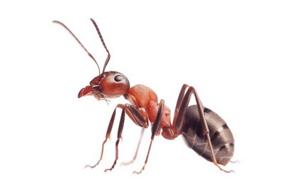 Image for Setgo Pest Control with ID of: 6344769