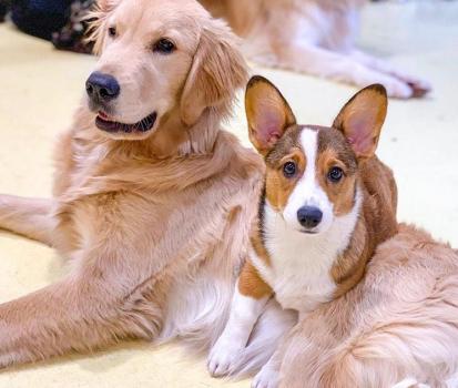 Image for Happy Dogs with ID of: 6346942
