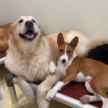 Image for Happy Dogs with ID of: 6346944