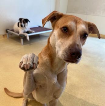 Image for Happy Dogs with ID of: 6346948