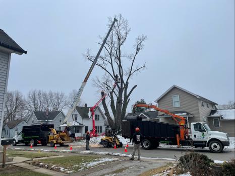 Image for T&T Tree Service with ID of: 6352792