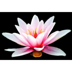 Image for Denver Psychologist - Dr. Jessica Lee with ID of: 6798509