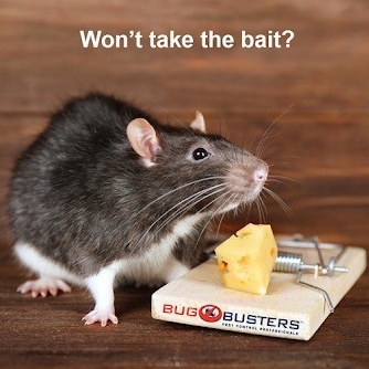 Image for Bug Busters with ID of: 6363212