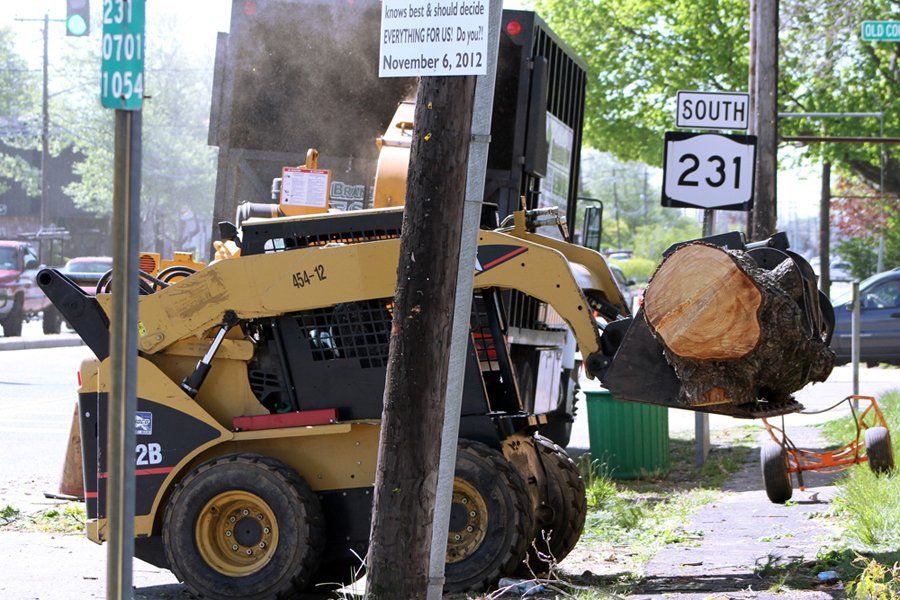Image for Branching Out Tree Service with ID of: 6366056