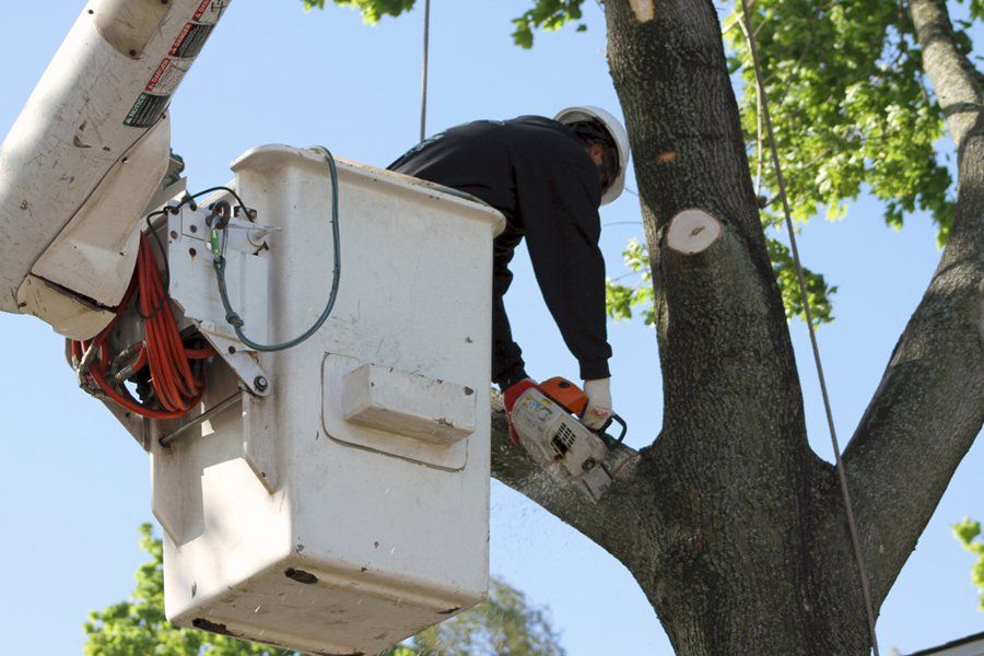 Image for Branching Out Tree Service with ID of: 6366058