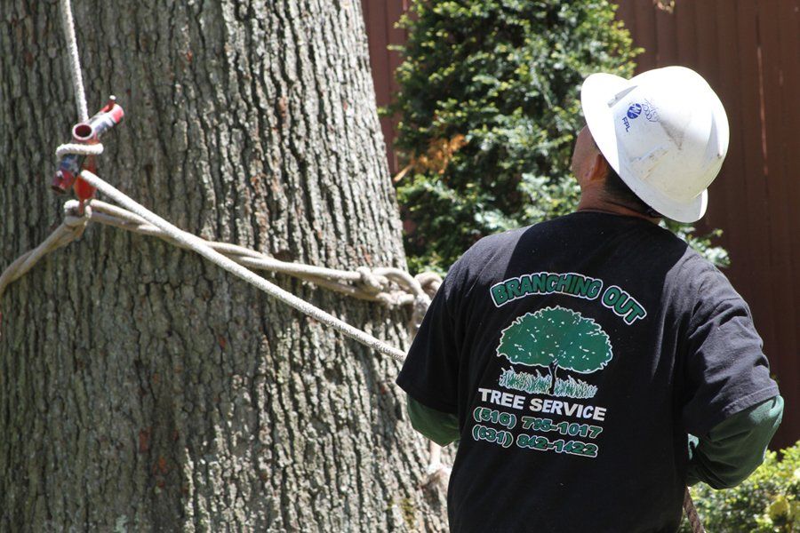 Image for Branching Out Tree Service with ID of: 6366060