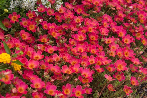 Image for Piedmont Landscape Management with ID of: 6368903