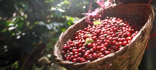 Image for Fratello Coffee Roasters with ID of: 6371955