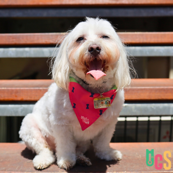 Image for Dogs in Town with ID of: 6372893