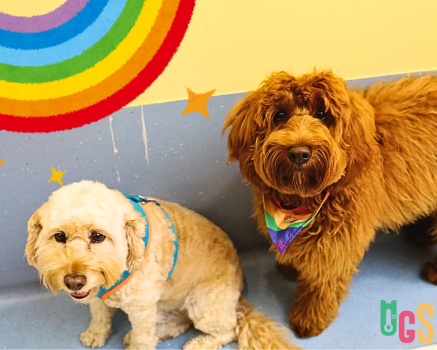 Image for Dogs in Town with ID of: 6372895