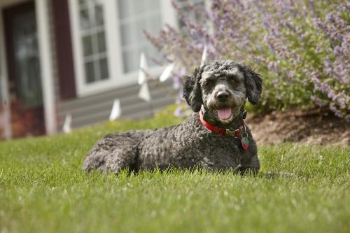 Image for Palmetto DogWatch with ID of: 6375802