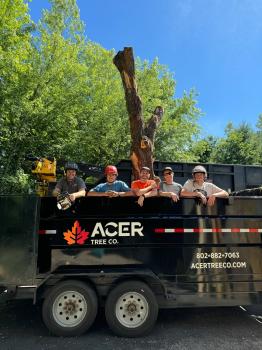 Image for Acer Tree Co. with ID of: 6377479