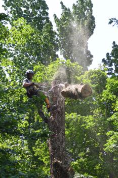 Image for Acer Tree Co. with ID of: 6377483