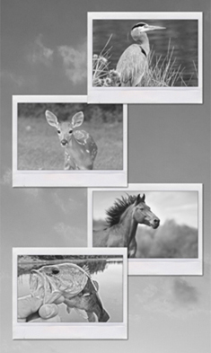 Image for Okeechobee County Tourism Development Council with ID of: 6380739