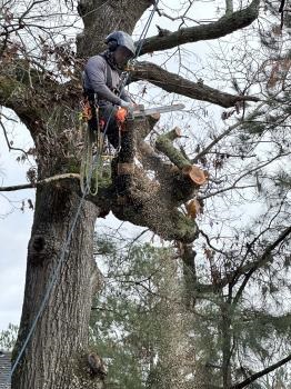Image for BW Tree Removal with ID of: 6385948