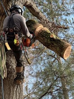 Image for BW Tree Removal with ID of: 6385962