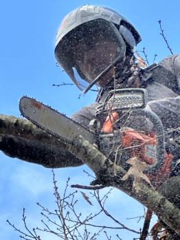 Image for BW Tree Removal with ID of: 6385975