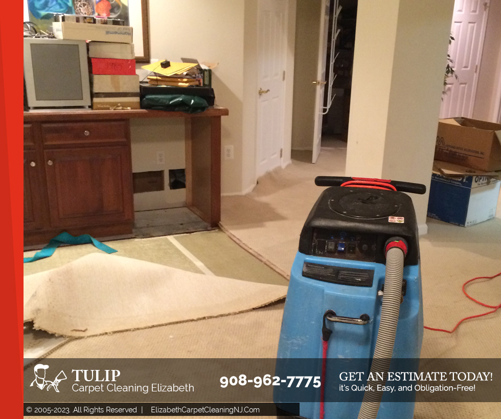Image for Tulip Carpet Cleaning Elizabeth with ID of: 2572983