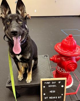 Image for Sit Means Sit Dog Training - Cecil County Maryland and Delaware with ID of: 6390748