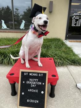 Image for Sit Means Sit Dog Training - Cecil County Maryland and Delaware with ID of: 6390750