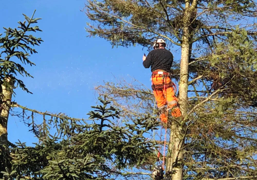 Image for Roots & Ropes Tree Services with ID of: 6392514