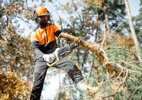 Image for Roots & Ropes Tree Services with ID of: 6392521