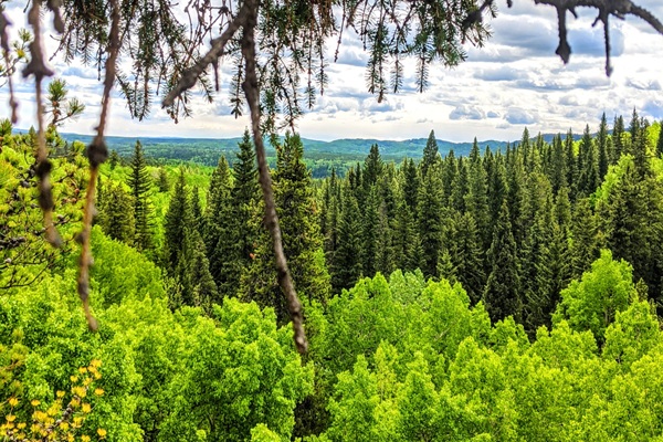 Image for True North Tree Services Inc. with ID of: 6397512