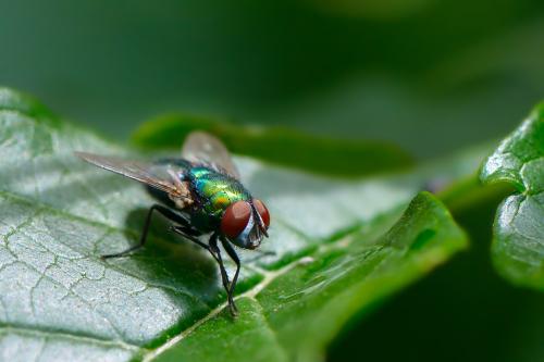 Image for Pest Relief Services with ID of: 6399778