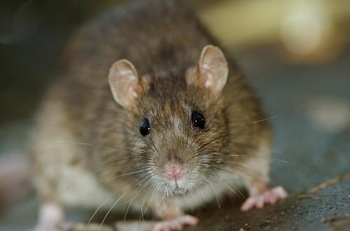Image for Pest Relief Services with ID of: 6399779