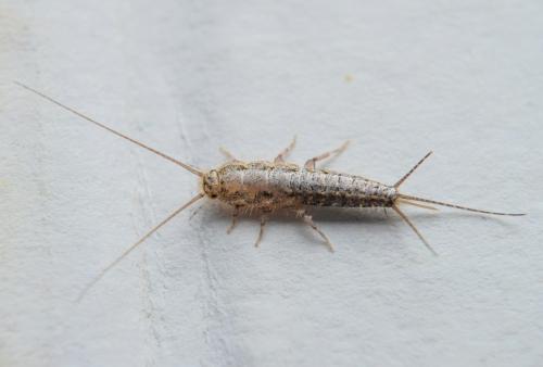 Image for Pest Relief Services with ID of: 6399780