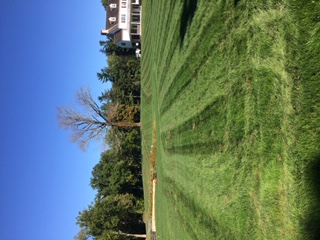 Image for Messina Lawn Care with ID of: 6400022