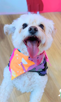 Image for Dogs in Town with ID of: 6402460