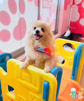 Image for Dogs in Town with ID of: 6402465