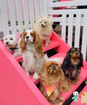 Image for Dogs in Town with ID of: 6402469