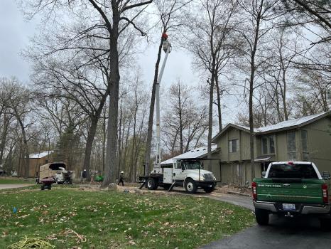Image for Longtree Tree Service with ID of: 6403899