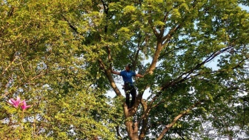 Image for Longtree Tree Service with ID of: 6403900